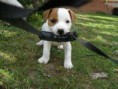 /album/fotogalerie/pupps-057-jpg/